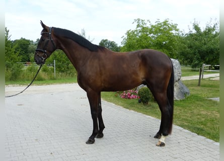 Bawarski koń gorącokrwisty, Wałach, 10 lat, 177 cm, Kara