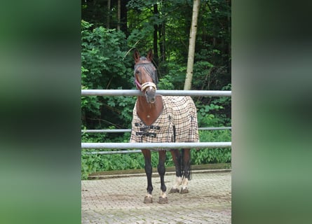Bawarski koń gorącokrwisty, Wałach, 23 lat, 165 cm, Gniada