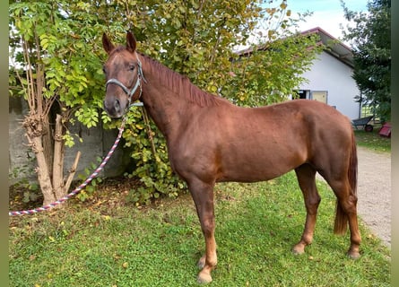 Bawarski koń gorącokrwisty, Wałach, 4 lat, 165 cm, Ciemnokasztanowata