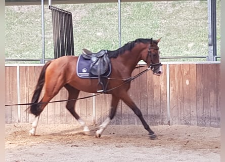 Bawarski koń gorącokrwisty, Wałach, 7 lat, 171 cm, Gniada
