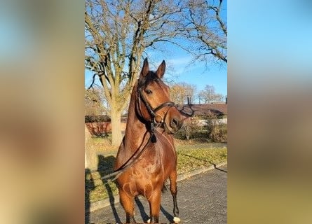 Bayerisches warmbloed, Hengst, 6 Jaar, 168 cm, Bruin