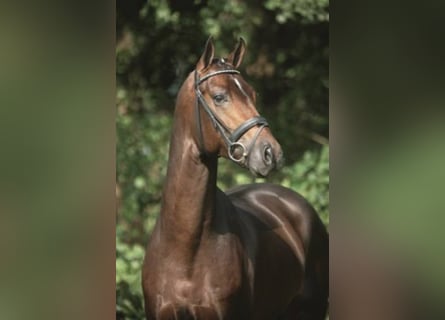 Bayerisches warmbloed, Hengst, 21 Jaar, 170 cm, Bruin