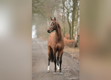 Bayerisches warmbloed, Hengst, 14 Jaar, 171 cm, Bruin