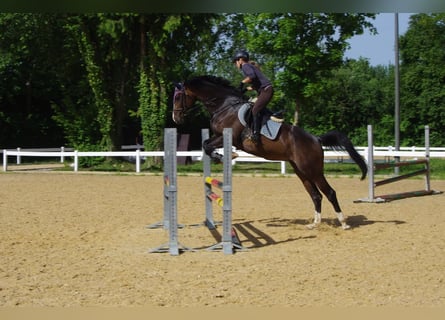 Bayerisches warmbloed, Merrie, 13 Jaar, 169 cm, Donkerbruin