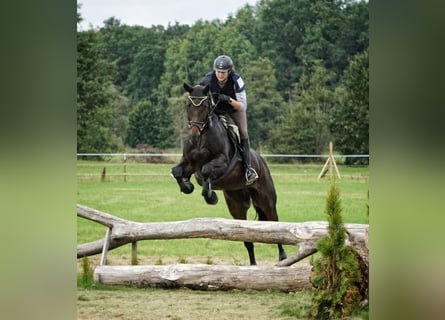 Bayerisches warmbloed, Merrie, 13 Jaar, 170 cm, Donkerbruin