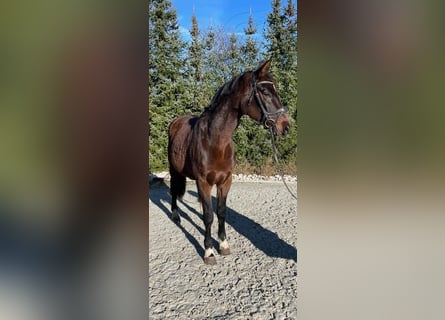 Bayerisches warmbloed, Merrie, 14 Jaar, 165 cm, Donkerbruin