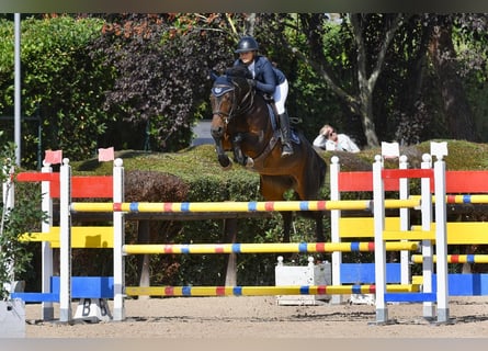 Bayerisches warmbloed, Merrie, 14 Jaar, 166 cm, Donkerbruin