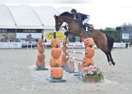 Bayerisches warmbloed, Merrie, 14 Jaar, 168 cm, Bruin