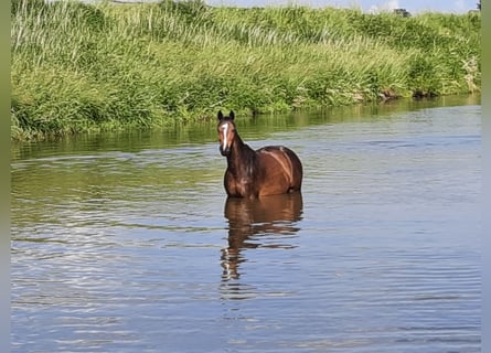 Bayerisches warmbloed, Merrie, 14 Jaar, 168 cm, Donkerbruin