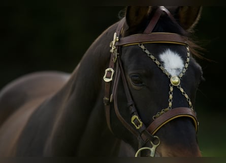 Bayerisches warmbloed, Merrie, 15 Jaar, 169 cm, Bruin