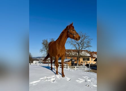 Bayerisches warmbloed, Merrie, 16 Jaar, 165 cm, Vos