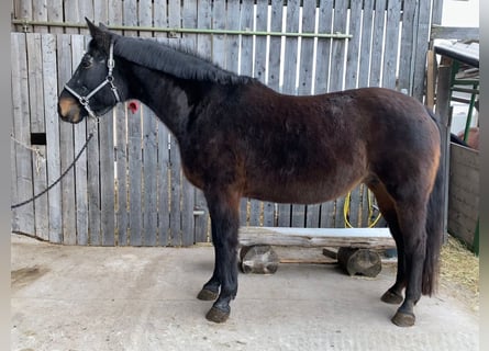 Bayerisches warmbloed, Merrie, 20 Jaar, Donkerbruin