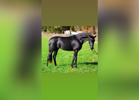 Bayerisches warmbloed, Merrie, 5 Jaar, 167 cm