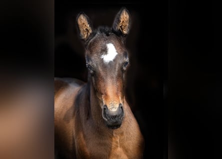 Bayerisches warmbloed, Merrie, 5 Jaar, 170 cm, Zwartbruin