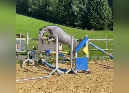 Bayerisches warmbloed, Merrie, 6 Jaar, 164 cm, Schimmel