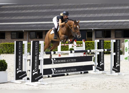 Bayerisches warmbloed, Merrie, 7 Jaar, 165 cm, Bruin