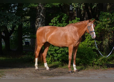 Bayerisches warmbloed, Merrie, 7 Jaar, 182 cm, Vos