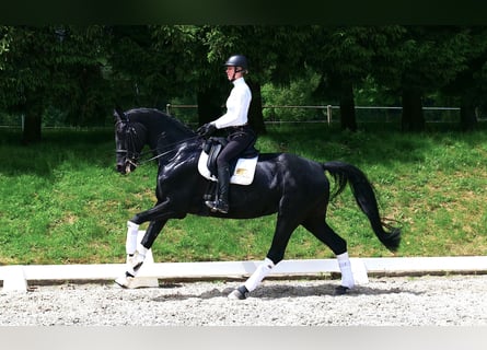 Bayerisches warmbloed, Merrie, 9 Jaar, 172 cm, Zwart