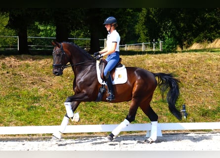 Bayerisches warmbloed, Ruin, 11 Jaar, 172 cm, Zwartbruin