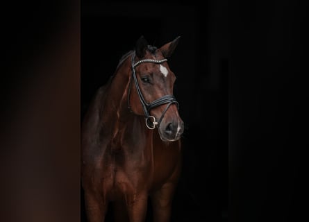 Bayerisches warmbloed, Ruin, 13 Jaar, 170 cm, Bruin