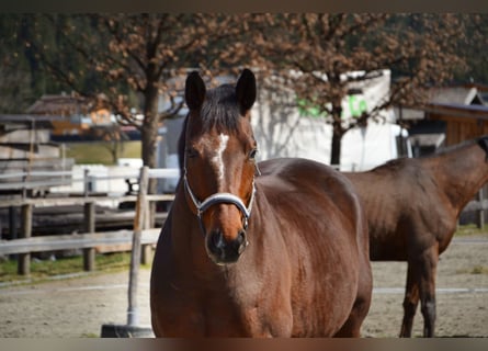 Bayerisches warmbloed, Ruin, 14 Jaar, 165 cm, Bruin