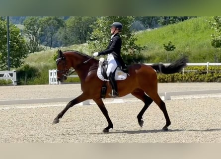 Bayerisches warmbloed, Ruin, 14 Jaar, 170 cm, Brauner