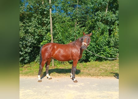 Bayerisches warmbloed, Ruin, 23 Jaar, 163 cm, Bruin