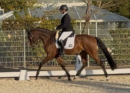 Bayerisches warmbloed, Ruin, 4 Jaar, 162 cm, Donkerbruin