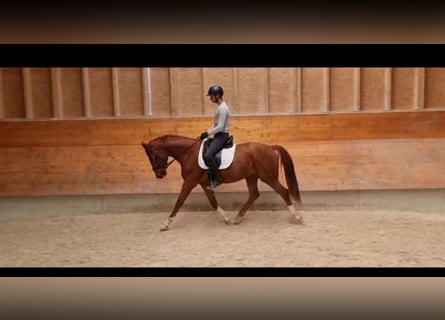 Bayerisches warmbloed, Ruin, 4 Jaar, 166 cm, Vos