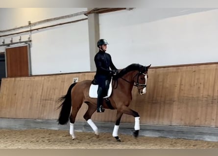 Bayerisches warmbloed, Ruin, 4 Jaar, 168 cm, Bruin