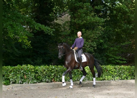 Bayerisches warmbloed, Ruin, 5 Jaar, 172 cm, Zwart