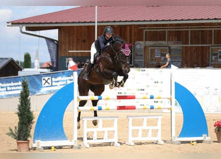 Bayerisches warmbloed, Ruin, 6 Jaar, 170 cm, Zwartbruin