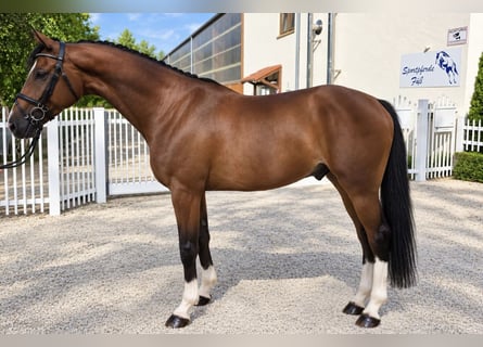 Bayerisches warmbloed, Ruin, 7 Jaar, 168 cm, Bruin
