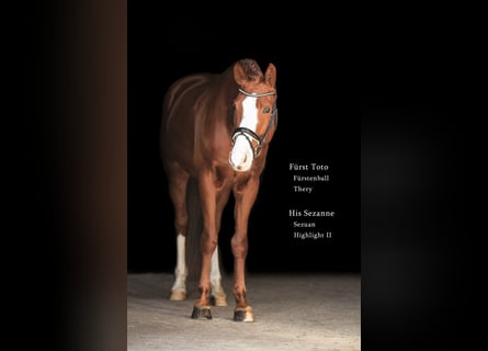 Bayerisches warmbloed, Ruin, 7 Jaar, 168 cm