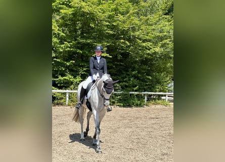 Bayerisches warmbloed, Ruin, 7 Jaar, 170 cm