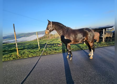 Bayerisches warmbloed, Ruin, 8 Jaar, 163 cm, Bruin