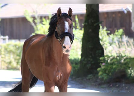 Bayerisches Warmblut, Wallach, 8 Jahre, 168 cm, Brauner