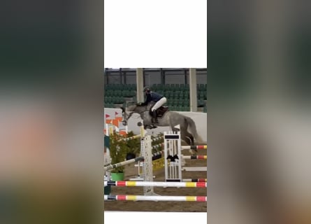 Bayerisches warmbloed, Ruin, 8 Jaar, 171 cm, Schimmel