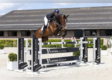 Bayerisches warmbloed, Ruin, 9 Jaar, 172 cm