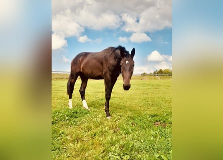 Bayerisches Warmblut, Hengst, 2 Jahre, 165 cm, Brauner