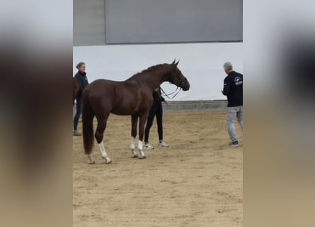 Bayerisches Warmblut, Hengst, 4 Jahre, 174 cm, Dunkelfuchs
