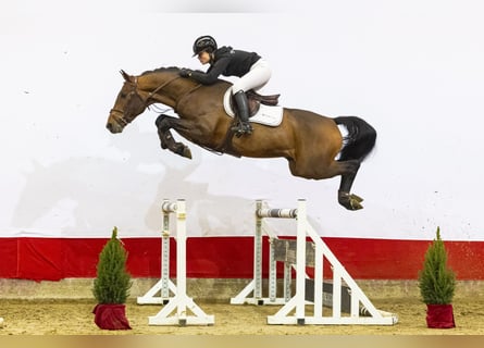 Bayerisches Warmblut, Hengst, 5 Jahre, 168 cm, Brauner