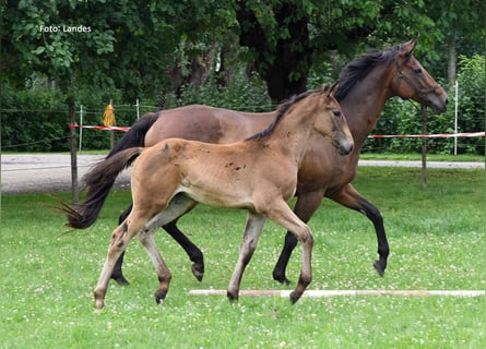 Bayerisches Warmblut, Hengst, Fohlen (05/2025), 170 cm, Rappe