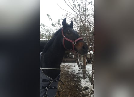 Bayerisches Warmblut, Hengst, 21 Jahre, 169 cm