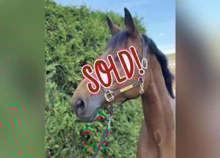 Bayerisches Warmblut, Stute, 11 Jahre, 175 cm, Brauner