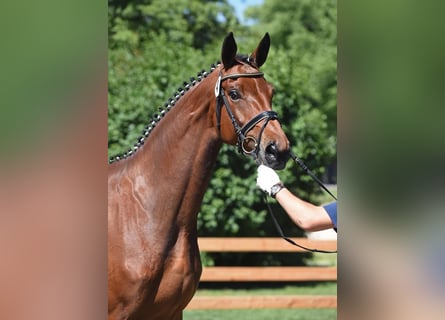 Bayerisches Warmblut, Stute, 11 Jahre, 175 cm, Brauner
