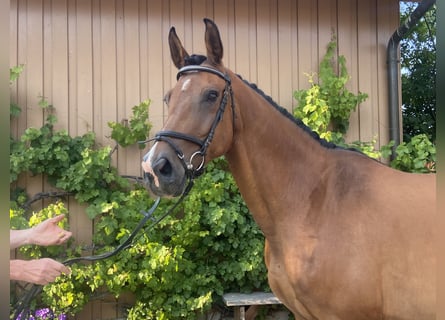 Bayerisches Warmblut, Stute, 12 Jahre, 170 cm, Brauner