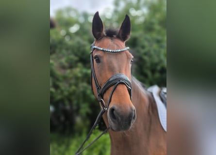 Bayerisches Warmblut, Stute, 12 Jahre, Brauner