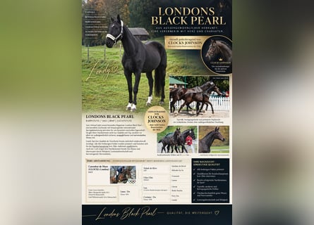 Bayerisches Warmblut, Stute, 13 Jahre, 175 cm, Rappe