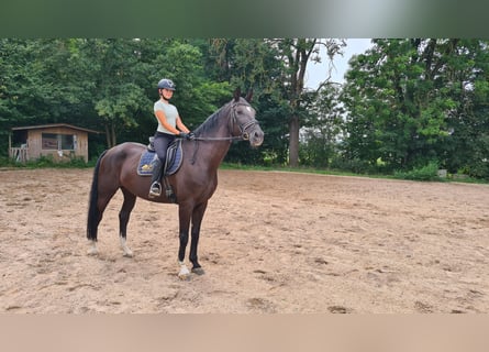 Bayerisches Warmblut, Stute, 13 Jahre, 178 cm, Rappe